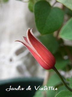 e0118257_1537755.jpg