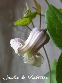 e0118257_1540098.jpg