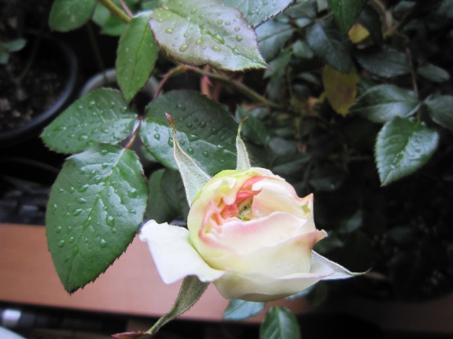 c0202870_831136.jpg
