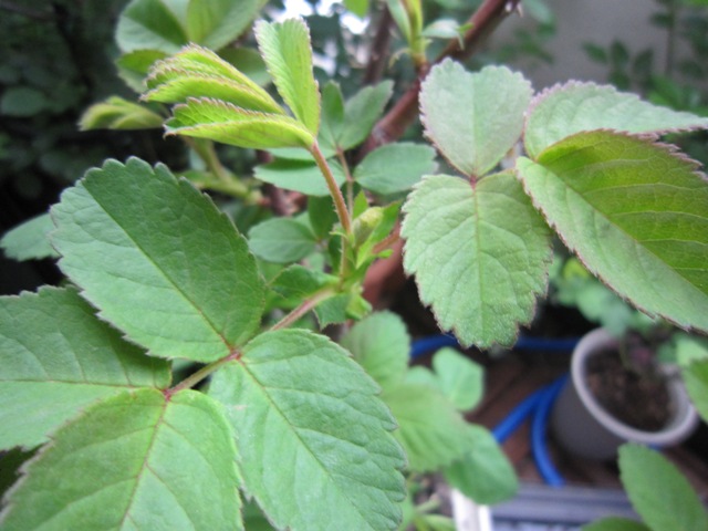 c0202870_8422815.jpg