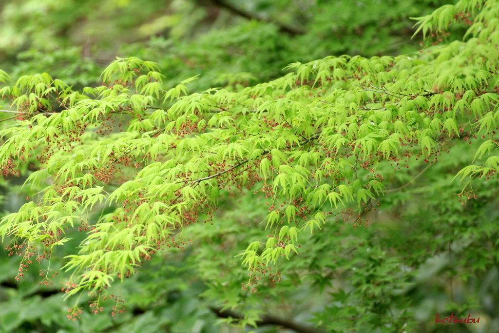 c0217475_213730100.jpg