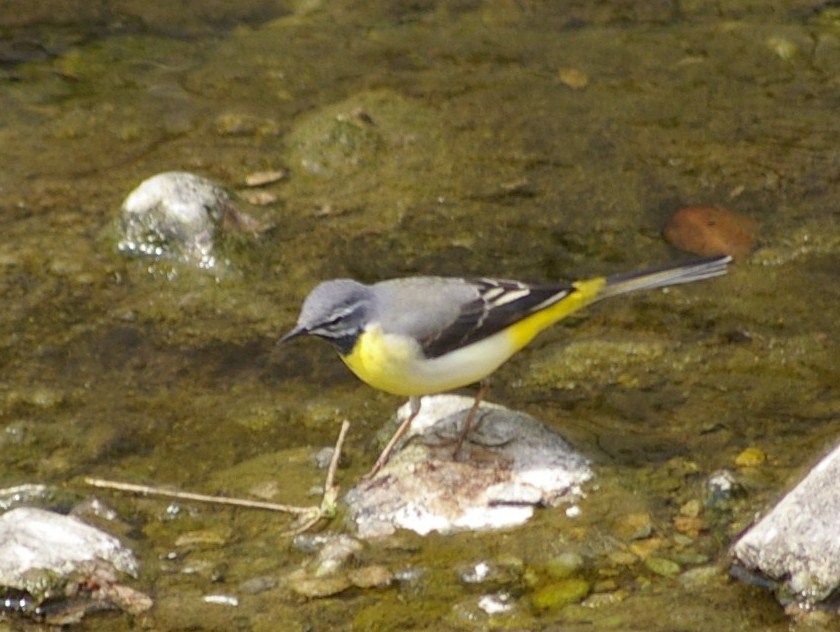 e0197884_21285083.jpg