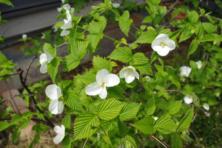 c0056707_6182696.jpg