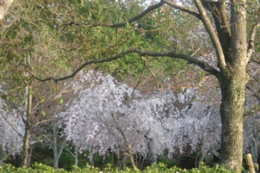 c0100534_7374574.jpg