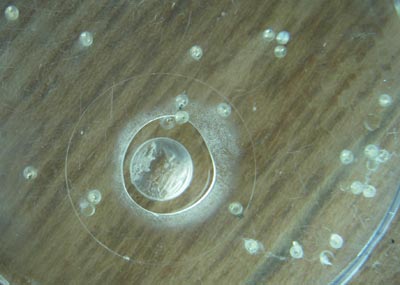 e0097534_1446059.jpg