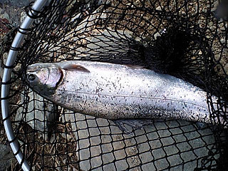 f0065341_1519110.jpg