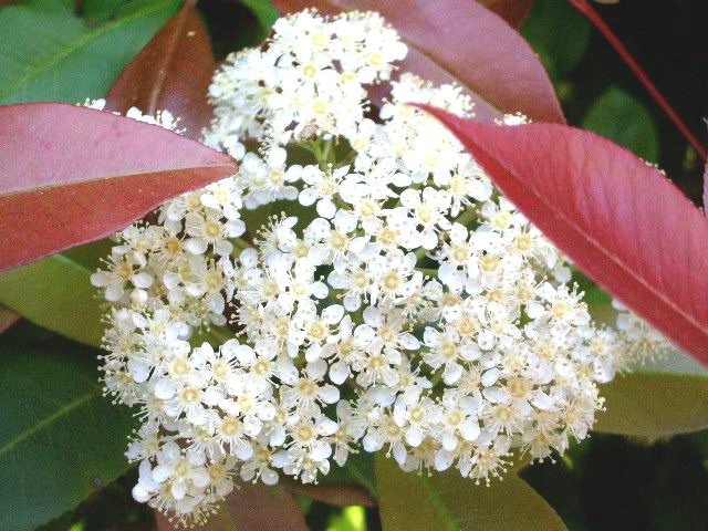 e0025300_1450366.jpg