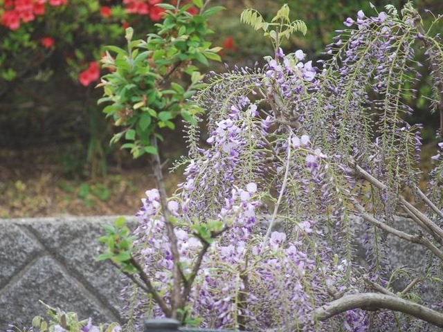 e0025300_1452272.jpg
