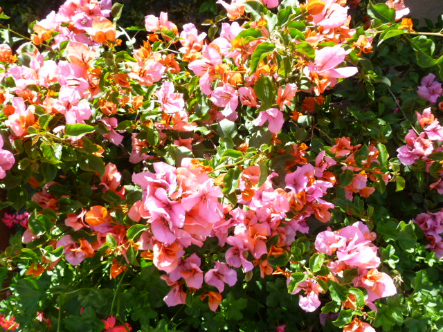 a0144811_10171650.jpg