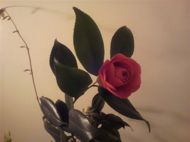 c0049825_17403353.jpg