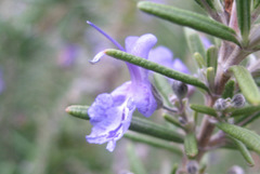f0053026_12302747.jpg