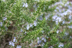 f0053026_1232334.jpg