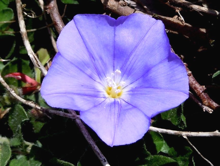 e0149934_4245472.jpg