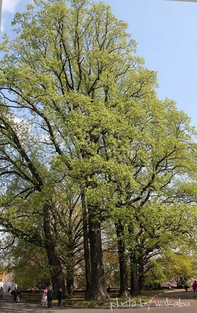 e0052135_15123896.jpg