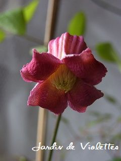 e0118257_1661776.jpg