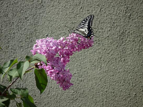 f0215268_12403614.jpg