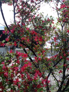 c0228378_8334767.jpg