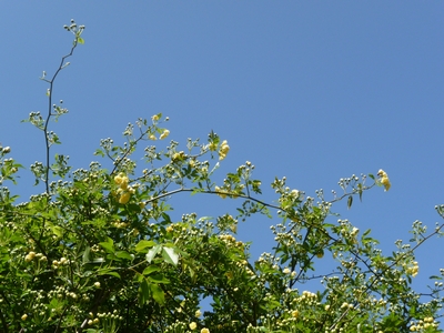 d0150013_15432341.jpg