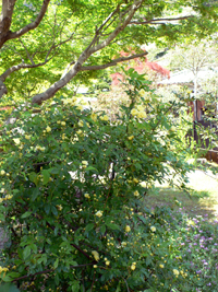 f0060424_11353555.jpg