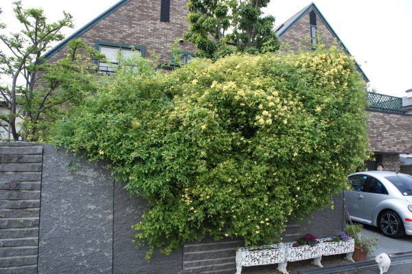 e0134032_225158.jpg