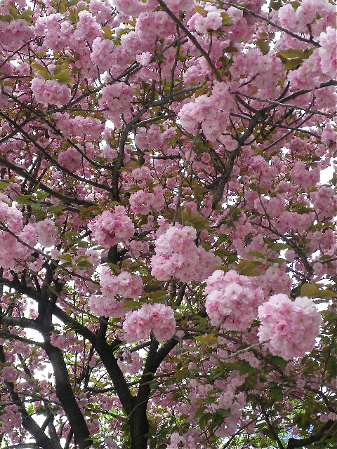 b0027736_1616910.jpg