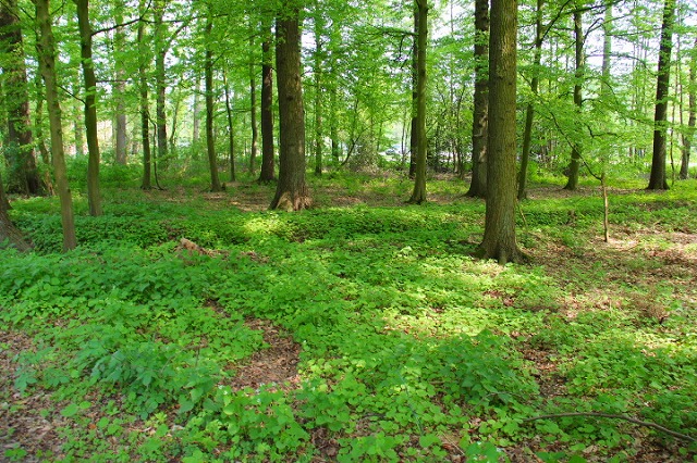 c0153740_616554.jpg