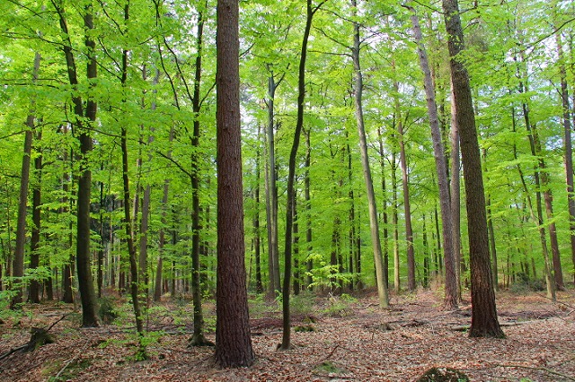 c0153740_66433.jpg