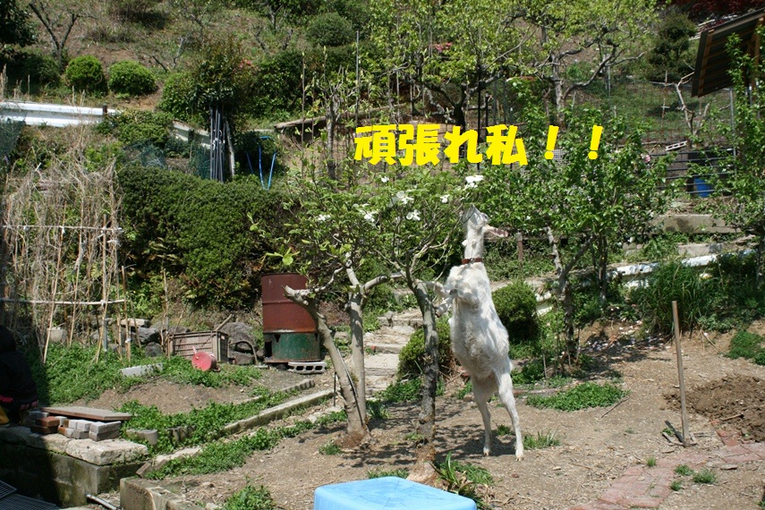 d0077740_2011799.jpg
