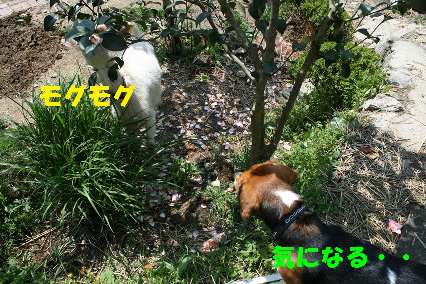 d0077740_20191585.jpg
