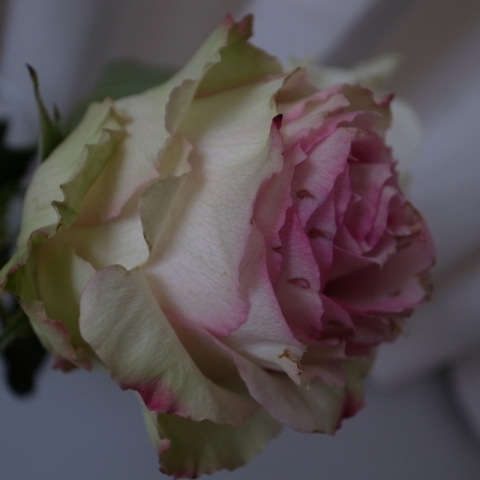 a0087341_23172164.jpg