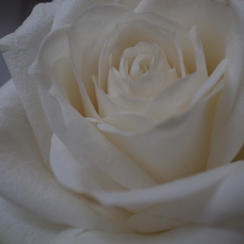 a0087341_23173576.jpg