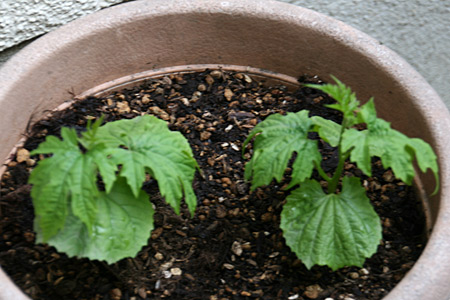 c0025167_23245622.jpg