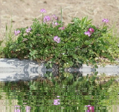d0102968_8193632.gif