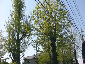c0151691_21584827.jpg