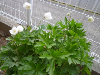 d0017894_0581487.jpg