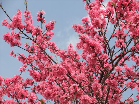 b0044296_21244371.jpg