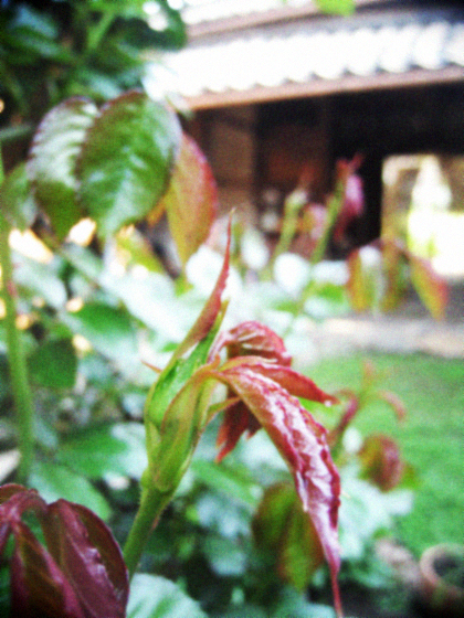 d0077603_112115100.jpg