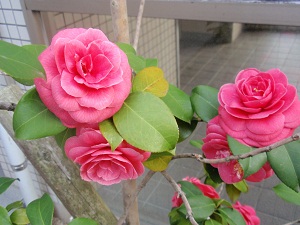 e0207503_21104065.jpg