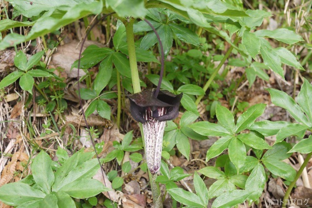 c0202706_9514975.jpg