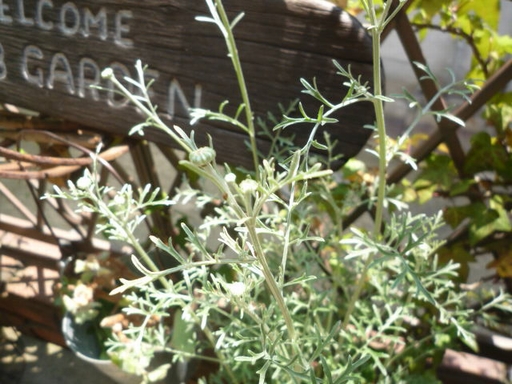 d0147611_1371116.jpg