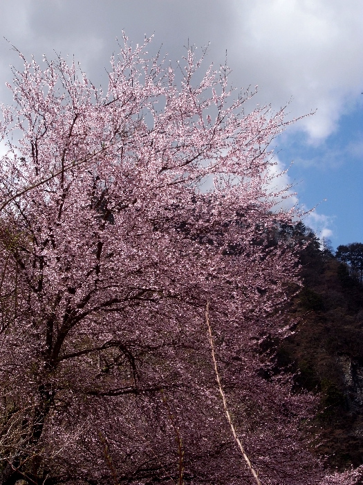 f0103126_2322752.jpg