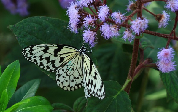 c0104227_1313739.jpg