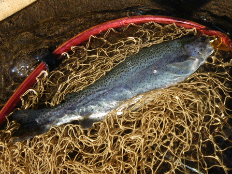 c0202727_6205043.jpg
