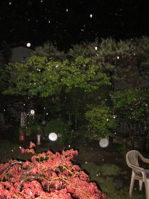 d0075649_955296.jpg