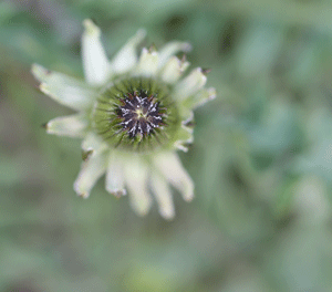 d0163550_22183266.gif
