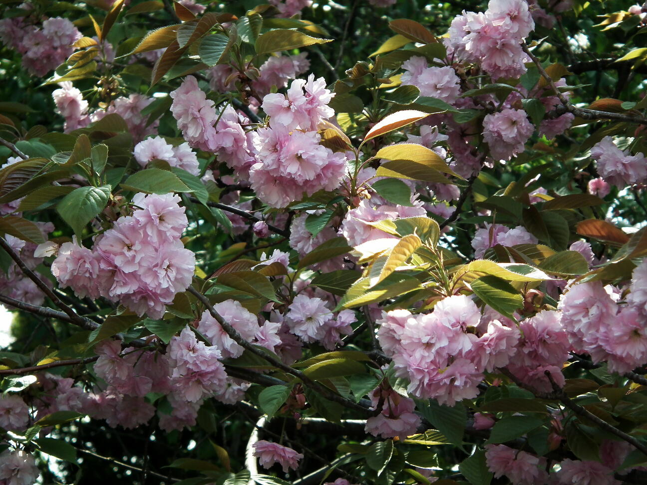 e0064158_2353460.jpg