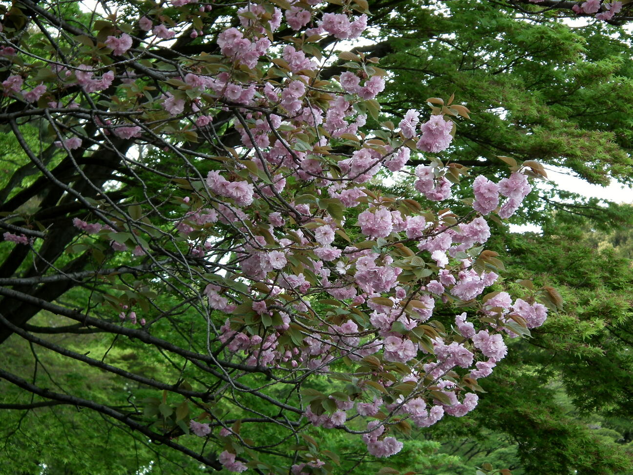 e0064158_23535460.jpg