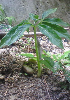 f0215179_11331388.jpg