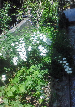 f0215179_8352189.jpg
