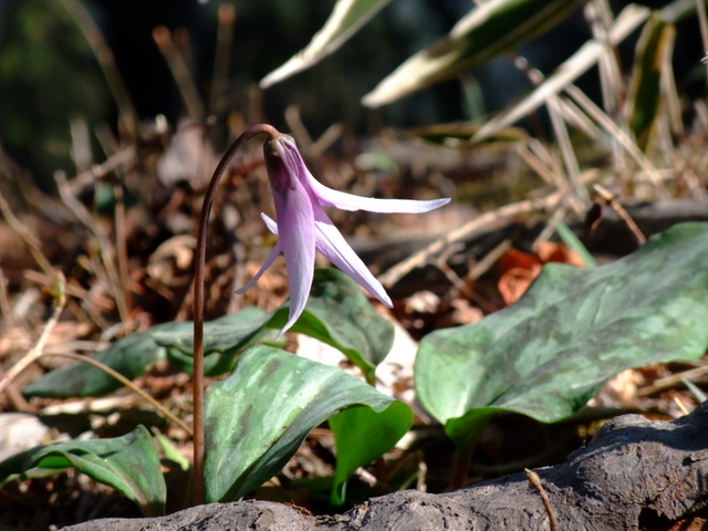 a0043982_156450.jpg